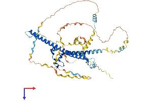 AlphaFold protein structure predicition of Human Recombinant WASF2 Protein, UniprotID Q9Y6W5