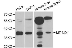 Western blot analysis of extracts of various cell lines, using MT-ND1 antibody. (MT-ND1 anticorps)