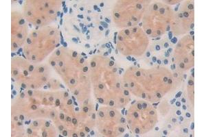 Detection of OIT3 in Rat Kidney Tissue using Polyclonal Antibody to Oncoprotein Induced Transcript 3 (OIT3)