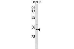 SULT1A3 Antibody (Center) western blot analysis in HepG2 cell line lysates (35µg/lane). (SULT1A3/1A4 anticorps  (Middle Region))
