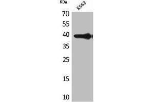 Western Blot analysis of K562 cells using HSP77/76 Polyclonal Antibody (HSPA7 anticorps  (Internal Region))