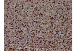 IHC image of ABIN7160185 diluted at 1:100 and staining in paraffin-embedded human adrenal gland tissue performed on a Leica BondTM system.