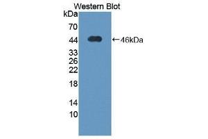 Western Blotting (WB) image for anti-Thioredoxin Interacting Protein (TXNIP) (AA 32-367) antibody (ABIN1871370) (TXNIP anticorps  (AA 32-367))