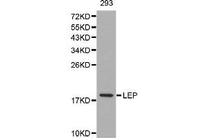 Western blot analysis of extracts of 293 cell line, using LEP antibody. (Leptin anticorps)
