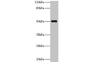 Western blot All lanes: TMLHE antibody at 2 μg/mL + MCF-7 whole cell lysate Secondary Goat polyclonal to rabbit IgG at 1/10000 dilution Predicted band size: 50, 47, 39, 45, 43, 42, 51 kDa Observed band size: 50 kDa (TMLHE anticorps  (AA 16-376))