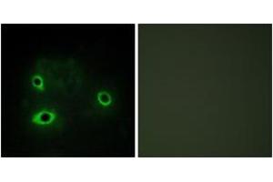 Immunofluorescence analysis of COS7 cells, using COX42 Antibody. (COX4I2 anticorps  (AA 31-80))