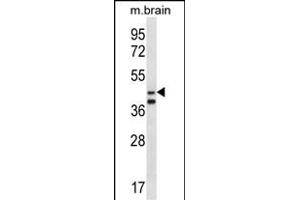 ORC5L Antibody (Center) (ABIN657025 and ABIN2837884) western blot analysis in mouse brain tissue lysates (35 μg/lane). (ORC5 anticorps  (AA 227-256))