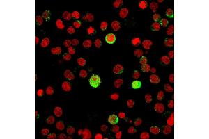 Immunofluorescence staining of Jurkat cells using CD40 Ligand Mouse Monoclonal Antibody (CD40LG/2763)followed by goat anti-Mouse IgG conjugated to CF488 (green). (CD40 Ligand anticorps  (AA 108-261))