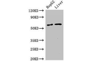 Western Blot Positive WB detected in: HepG2 whole cell lysate, Mouse liver tissue All lanes: SLC2A9 antibody at 2. (SLC2A9 anticorps  (AA 473-511))