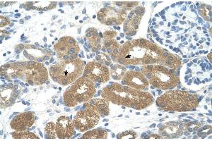 Immunohistochemistry (IHC) image for anti-Forkhead Box P2 (FOXP2) (N-Term) antibody (ABIN2778104)