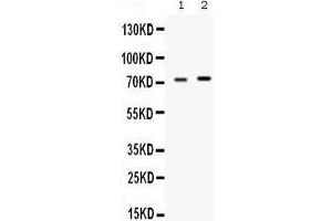 Western blot analysis of STIP1 expression in rat testis extract (lane 1) and MCF-7 whole cell lysates (lane 2). (STIP1 anticorps  (C-Term))