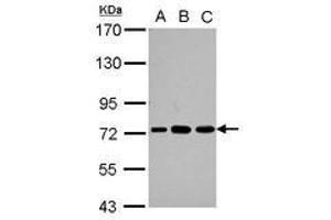 Image no. 2 for anti-Poly(A) Binding Protein, Cytoplasmic 3 (PABPC3) (AA 411-631) antibody (ABIN1500005) (PABPC3 anticorps  (AA 411-631))