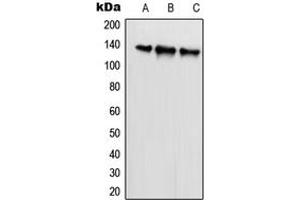 Western blot analysis of SCAF1 expression in HeLa (A), U2OS (B), NIH3T3 (C) whole cell lysates. (SCAF1 anticorps  (N-Term))