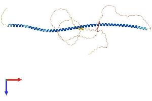 AlphaFold protein structure predicition of Mouse Recombinant Golm1 Protein, UniprotID Q91XA2