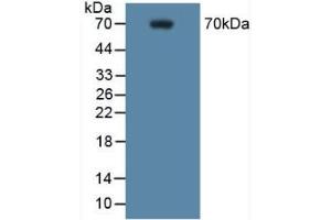 Detection of COX 2 in Mouse RAW 2647 Cells using Polyclonal Antibody to Cyclooxygenase-2 (COX 2)