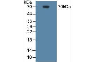 Detection of COX 2 in Mouse RAW 2647 Cells using Polyclonal Antibody to Cyclooxygenase-2 (COX 2) (PTGS2 anticorps  (AA 187-425))