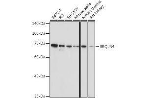 Western blot analysis of extracts of various cell lines, using UBQLN4 antibody (ABIN7271124) at 1:1000 dilution. (UBQLN4 anticorps  (AA 300-390))