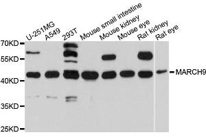 Western blot analysis of extracts of various cells, using MARCH9 antibody.