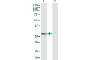 Western Blot analysis of NUDCD3 expression in transfected 293T cell line by NUDCD3 MaxPab polyclonal antibody.