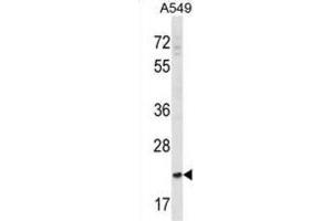 Western Blotting (WB) image for anti-SLAM Family Member 9 (SLAMF9) antibody (ABIN2998643)