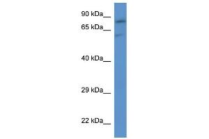 WB Suggested Anti-Slc26a2 Antibody   Titration: 1. (SLC26A2 anticorps  (C-Term))