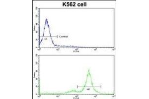 Flow cytometric analysis of K562 cells using PTK2 Antibody (Center)(bottom histogram) compared to a negative control cell (top histogram)FITC-conjugated goat-anti-rabbit secondary antibodies were used for the analysis.
