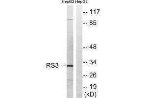 Western Blotting (WB) image for anti-Ribosomal Protein S3 (RPS3) (C-Term) antibody (ABIN1850588) (RPS3 anticorps  (C-Term))