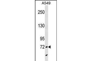 SYTL4 Antibody (N-term) (ABIN1539426 and ABIN2850356) western blot analysis in A549 cell line lysates (35 μg/lane). (SYTL4 anticorps  (N-Term))