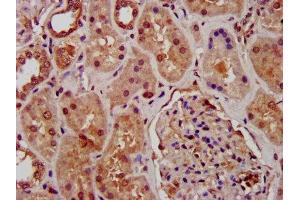 IHC image of ABIN7163811 diluted at 1:1000 and staining in paraffin-embedded human kidney tissue performed on a Leica BondTM system.