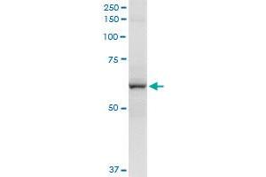 Immunoprecipitation of CYP2A13 transfected lysate using anti-CYP2A13 MaxPab rabbit polyclonal antibody and Protein A Magnetic Bead , and immunoblotted with CYP2A13 purified MaxPab mouse polyclonal antibody (B01P) .
