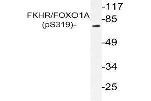 Western blot (WB) analysis of p-FKHR/FOXO1A antibody in extracts from HeLa cells (FOXO1 anticorps  (pSer319))