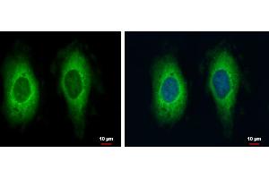 ICC/IF Image RAE1 antibody [C3], C-term detects RAE1 protein at cytoplasm by immunofluorescent analysis.