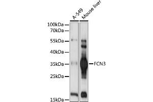 Western blot analysis of extracts of various cell lines, using FCN3 antibody (ABIN7267202) at 1:1000 dilution. (FCN3 anticorps  (AA 13-288))