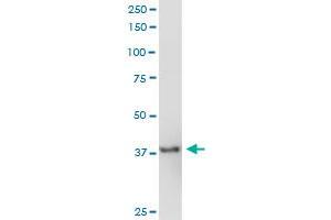 PPID MaxPab polyclonal antibody.