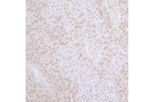 Immunohistochemistry (IHC) image for anti-LAP2 beta gamma/tmpo (AA 350-400) antibody (ABIN7455057) (LAP2 beta gamma/tmpo (AA 350-400) anticorps)