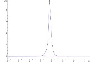 The purity of Cynomolgus CD31 is greater than 95 % as determined by SEC-HPLC.