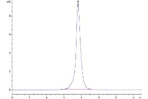 The purity of Cynomolgus CD31 is greater than 95 % as determined by SEC-HPLC. (CD31 Protein (AA 28-602) (His tag))