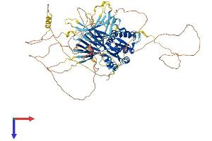 AlphaFold protein structure predicition of Mouse Recombinant Pacs2 Protein, UniprotID Q3V3Q7