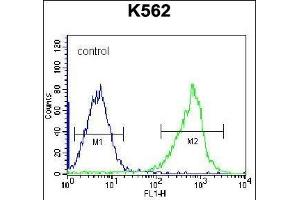 GSTM5 Antibody (N-term) (ABIN656656 and ABIN2845897) flow cytometric analysis of K562 cells (right histogram) compared to a negative control cell (left histogram). (GSTM5 anticorps  (N-Term))