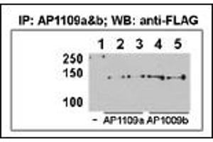 This figure shows that both Pab can immunoprecipitate (IP) HDAC9 from HeLa-HDAC9 tranfected cells.