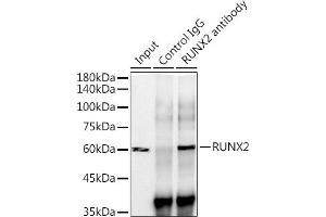 Immunoprecipitation analysis of 300 μg extracts of Mouse testis cells using 3 μg RUNX2 antibody (ABIN7270117). (RUNX2 anticorps)