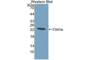 Western Blotting (WB) image for anti-Gremlin 1 (GREM1) (AA 26-184) antibody (ABIN1980415) (GREM1 anticorps  (AA 26-184))