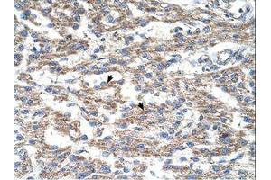 Image no. 1 for anti-Deoxyuridine Triphosphatase (DUT) (C-Term) antibody (ABIN321010)