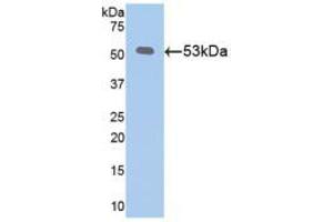 Western blot analysis of recombinant Mouse Klotho. (Klotho anticorps  (AA 516-955))