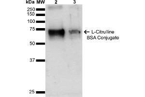 Western blot analysis showing detection of 67 kDa L-Citrulline BSA Conjugate (ABIN5564125, ABIN5564126 and ABIN5564127) using Anti-Citrulline Antibody, Clone 2D3. (Citrulline Protein (CIT) (BSA))
