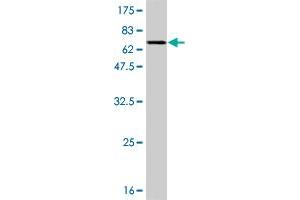 Western Blot detection against Immunogen (65.