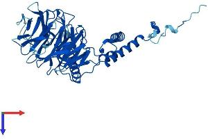 AlphaFold protein structure predicition of Mouse Recombinant Dcaf13 Protein, UniprotID Q6PAC3