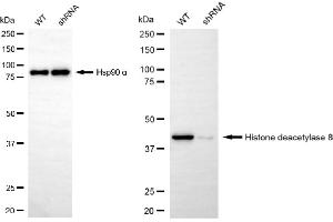 Western blotting analysis using histone deacetylase 8 antibody (ABIN7798937).