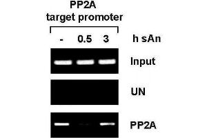 PP2A antibody (pAb) tested by ChIP analysis. (PPP2R4 anticorps  (AA 288-303))