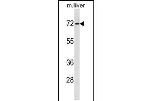 Western blot analysis in mouse liver tissue lysates (35ug/lane). (FXR1 anticorps  (N-Term))